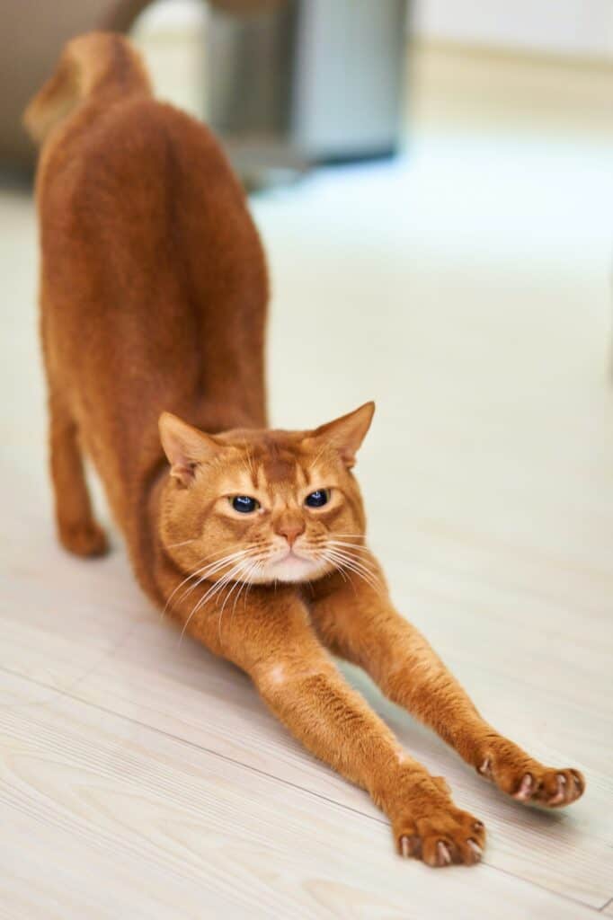 Gespannen oranje kat doet stretching oefening op houten vloer.